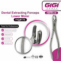 Dental Extracting Forceps Fig. 17S for Lower Molars